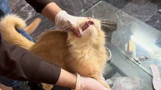 New Virus of pets  Cats Virus  Cats Deworming  Pet Vaccinations  Full Vlog Cats Vet Visit [upl. by Norvol]