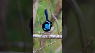 Male Fairy Wren during morning golden hour sydney australia 📷🇦🇺 [upl. by Alusru]