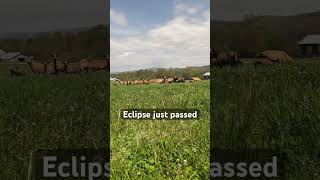 eclipse2024 American Blackbelly sheep didn’t freak out birds really started singing [upl. by Nileve]