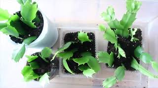 How to Propagate Christmas Cactus  100 Success  게발선인장 [upl. by Einahpit]