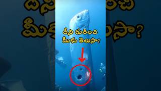 ocean wonders  cookie cutter  telugufacts factsintelugu insideinfotelugu [upl. by Eelatsyrc]