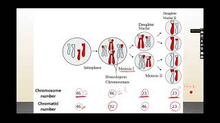 General Embryology Gametogenesis [upl. by Zobkiw65]