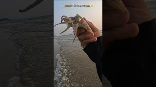 Rescue mission saving Cuttle fish from fishermans net 🥺 [upl. by Siraj434]