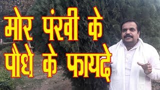 मोर पंखी के पौधे के फायदे एक बार जरूर देखें और शेयर करे  mor pankhi ke plant ke fayde [upl. by Mattie]