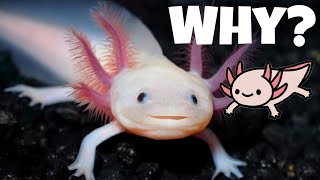 Why Axolotls Are Endangered and How You Can Help [upl. by Trilbie]