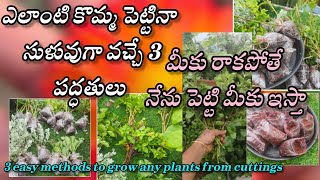 How to grow any plants from cuttings 3 easy methods  కొమ్మలతో మొక్కలు పెంచే 3 సులువైన పద్ధతులు [upl. by Adnalue]