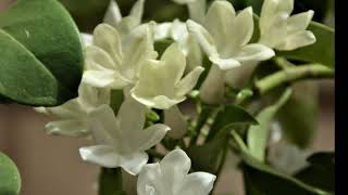 Stephanotis The Language of Flowers A Visual Symphony [upl. by Ridley610]