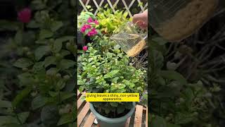 Plant care tips  DIY home remedies for plant growth  Homemade fertilizer for plants gardening [upl. by Ennayr]