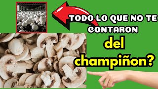 🍄🩺 BENEFICIOS De Los CHAMPIÑONES Como ALIMENTO🍽️ [upl. by Xuaeb]