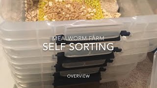 How to Raise Mealworms for your homestead and pets [upl. by Eirelam]