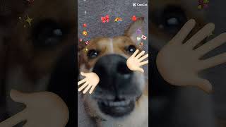 doglover doggo funny mydog puppy [upl. by Iahs]