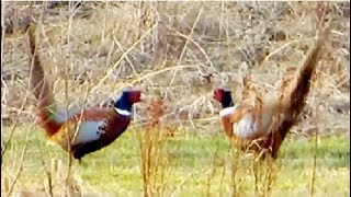 Pheasant vs Pheasant Common pheasant fight [upl. by Norvin788]