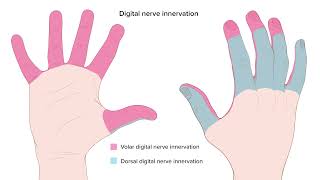 Digital Nerve Block Techniques [upl. by Fradin153]