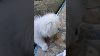 My Puppy White Pekingese [upl. by Nodnnarb]