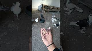 Siraji pigeonkabutarbajishortsviralyoutubeshorts [upl. by Lenssen704]