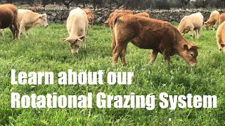 Learn about our Rotational Grazing System at Granja Caimito [upl. by Apeed]