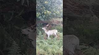 Elegant Movements The Life of Fallow Deer [upl. by Ettenuahs]