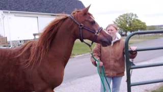 Spring at the MSU Horse Farm [upl. by Einniw854]