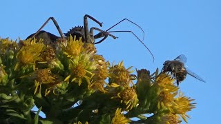 Wheel Bug Pouncing [upl. by Gar]