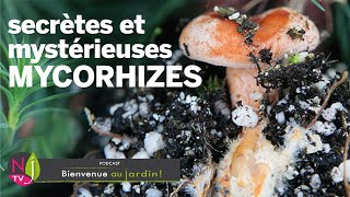 MYCORHIZES SYMBIOSE DES RACINES ET DES CHAMPIGNONS QUI A PERMIS À LA VIE DE SE DÉVELOPPER SUR TERRE [upl. by Collie]