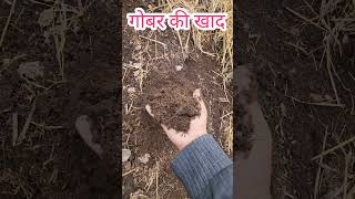 Organic Fertilizer👏Pure Cow Dung Manure👍100 Organic Cow Dung Fertilizer👇fertilizer short shorts [upl. by Lambertson]