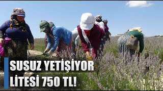 675 Dekarda Susuz Yetişiyor Litresi 750 TL  AGRO TV HABER [upl. by Garling271]