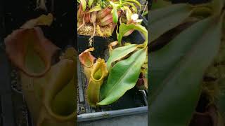 Feeding Nepenthes Veitchii carnivorousplants nature plants houseplants [upl. by Tj26]