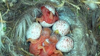 Tiny Woodland Bird Cyanistes Caeruleus Hatches out from an egg [upl. by Ariahs852]