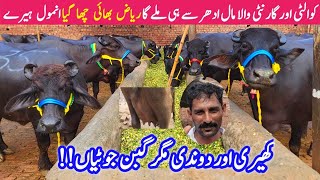 TOP PEHLAN JHOTIAN Farming Business Plan  Riaz Cattle Farm Sheikhupura Latest Gabban Jhotian [upl. by Gentille]