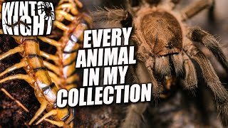 ALL SPIDERS IN MY COLLECTION CENTIPEDES INcLUDED [upl. by Knoll]