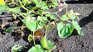 Devils Claw Proboscidea louisianica  the Livestock Parasite Fruit is a tasty Vegetable [upl. by Sonahpets225]