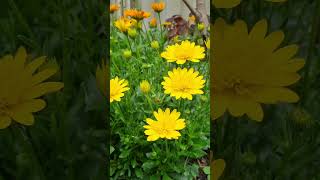 Yellow Osteospermum 3D double springflowers gardening [upl. by Woodley858]