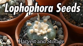 Lophophora Seeds Harvest and Storage [upl. by Naz135]