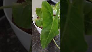 Philodendron plant 🪴 plant repotting garden gardening indoorplantcare indoorplants trending [upl. by Anhavas763]