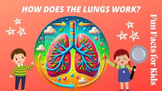 Respiratory System  Lungs for Grade 3 Amazing Fun Facts for Kids Explained [upl. by Iret]