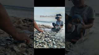 Sarap tinulanh isda neto youtubeshorts fish shortsfeed viralshorts fisherman viralvideo short [upl. by Selwyn]