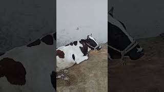 mini tractor short animal shorts short cow minitractor minicow shortvideo dairycows [upl. by Nylsirhc851]