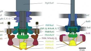 The flagellum and Irreducible complexity  A response to evolutionists [upl. by Naltiac]