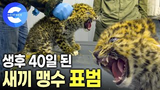 한반도에서 멸종된 아무르 표범의 근황 🐆  나는 맹수다 용맹한 아기 표범  폭설에 고립된 새끼 표범 구조  EBS자연다큐 [upl. by Courtland]