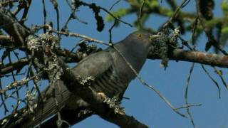 COMMON CUCKOOFinland [upl. by Ardekan596]