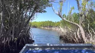 Everglades City Airboat Tours [upl. by Nanor]