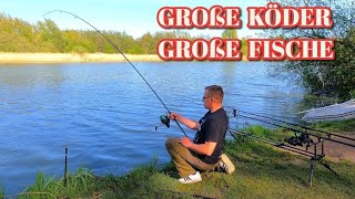 Große Köder bringen Große Fische beim karpfenangeln im Mai 2023 [upl. by Emmeram968]