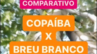 COMPARATIVO Ã“LEOS ESSENCIAIS DE COPAÃBA E BREU BRANCO [upl. by Idner541]