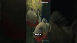 Aggression Reflex in ThreeSpined Stickleback Fish 🐠 [upl. by Yelrebmyk]