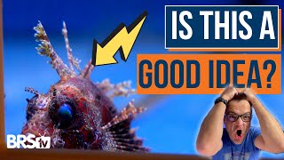 Ready to Add Fish to Your Saltwater Tank Consider These Tips First  Ep 29 [upl. by Milissent]