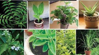 MEDICINAL PLANTS AND ITS USES IN TAMIL [upl. by Malvina]