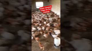 Bovans brown farming  poultry farming in Pakistan  highest egg laying breed  Naqvi Poultry Farms [upl. by Esinev799]