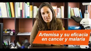 Artemisa y su eficacia en cancer y malaria [upl. by Nyberg]