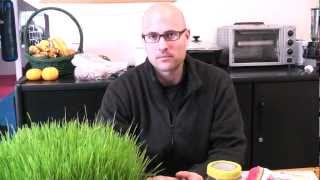 Wheatgrass growing  troubleshooting problems [upl. by Norris819]