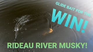 Fishing GLIDE BAIT for big MUSKY Rideau River Musky Fishing [upl. by Cristin493]